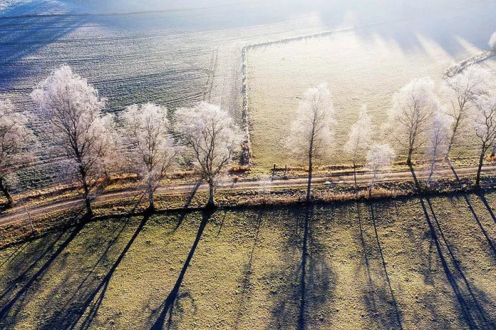 Framed Print : Germany, Bavaria, Schwaigwall, Aerial view of white birch trees along countryside dirt road in winter Framed Print : Germany, Bavaria, Schwaigwall, Aerial view of white birch trees along countryside dirt road in winter