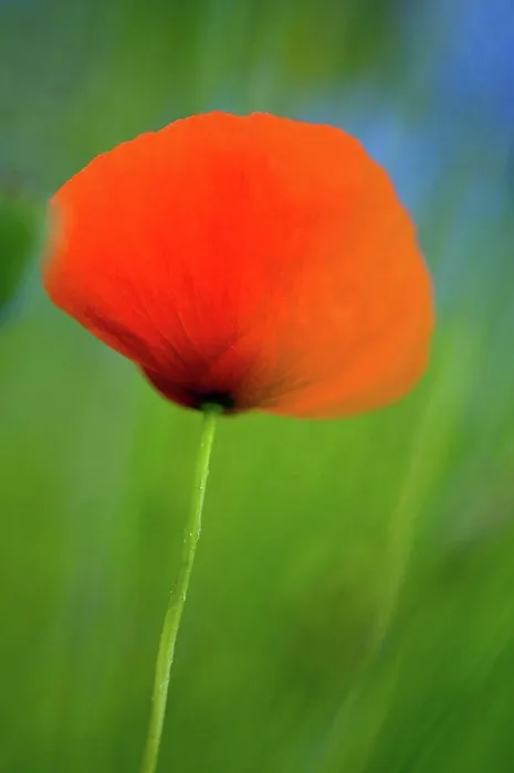 Framed Print : Germany, Bodensee, Close up of poppy flower Framed Print : Germany, Bodensee, Close up of poppy flower