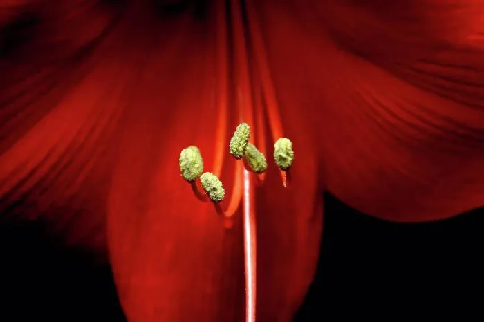 Framed Print : Germany, Close-up of stamens of red blooming amaryllis flower Framed Print : Germany, Close-up of stamens of red blooming amaryllis flower