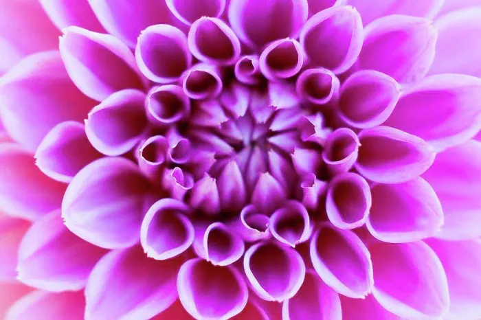 Framed Print : Germany, Dahlia flower, close up Framed Print : Germany, Dahlia flower, close up