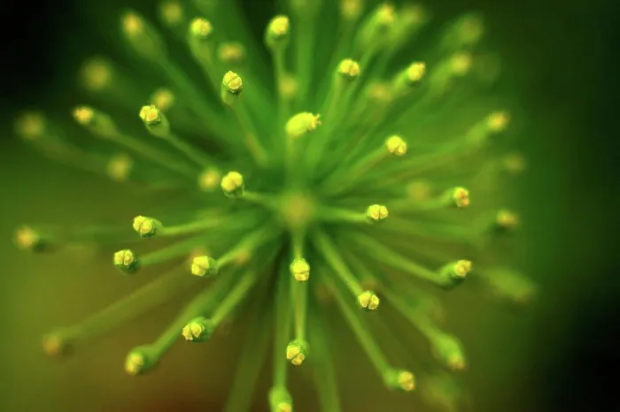 Framed Print : Germany, Dill flower, close up Framed Print : Germany, Dill flower, close up