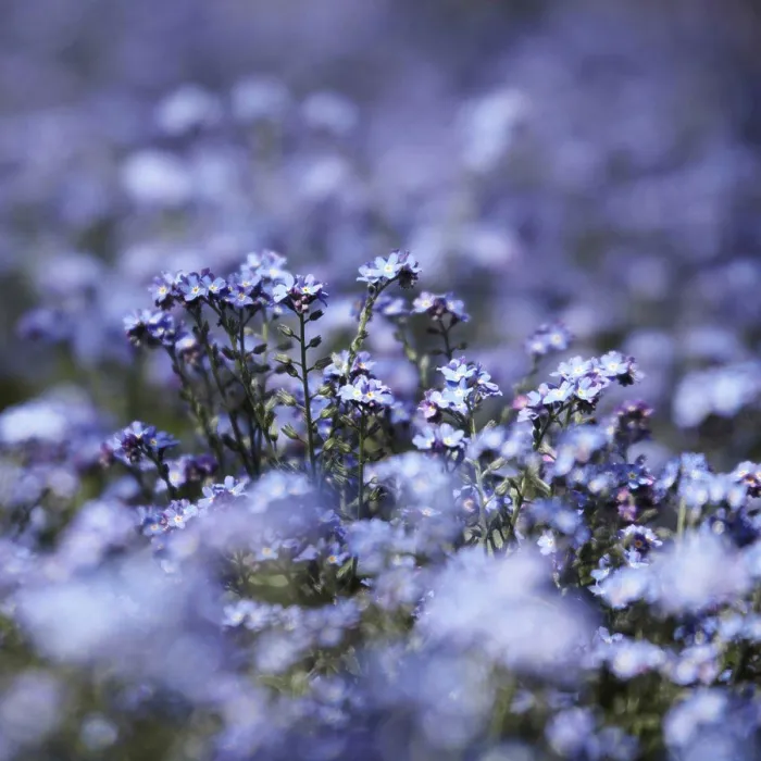 Framed Print : Germany, Forget_me_not flowers, close up
