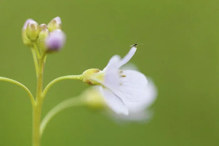 Framed Print : Germany, Hesse, Mosquito on cuckoo flower, close up