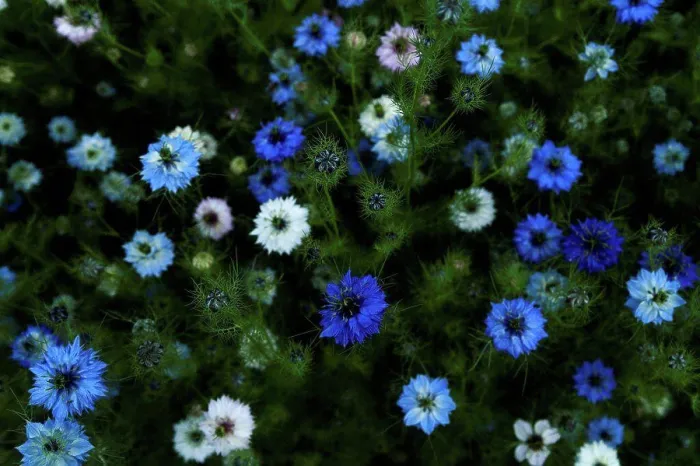 Framed Print : Germany, Nigella Damascena flower, close up Framed Print : Germany, Nigella Damascena flower, close up