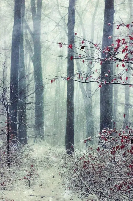 Framed Print : Germany, Wuppertal, winter forest, textured photography Framed Print : Germany, Wuppertal, winter forest, textured photography