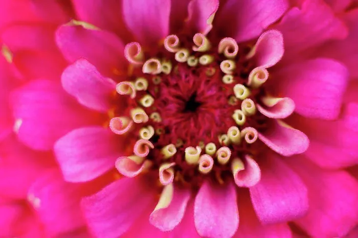 Framed Print : Germany, Zinnia flower, close up