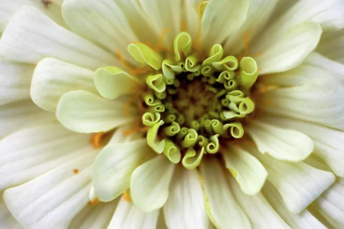 Framed Print : Germany, Zinnia flower, close up Framed Print : Germany, Zinnia flower, close up