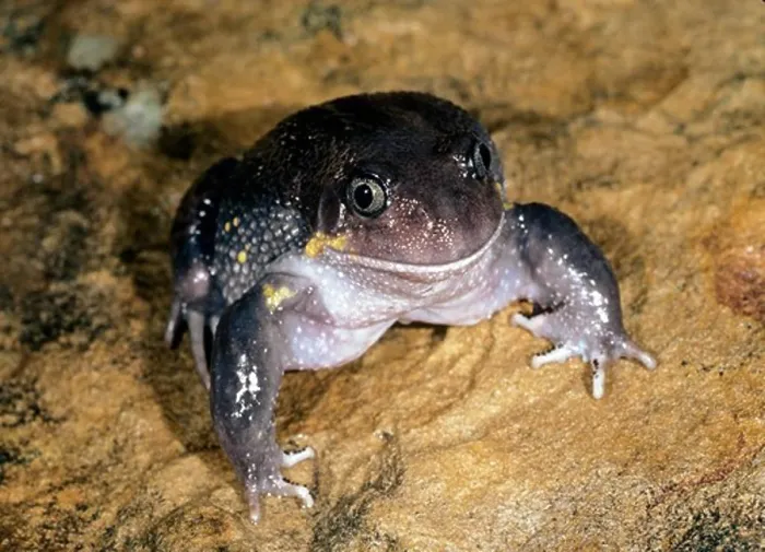 Framed Print : giant burrowing frog heleioporus australiacus grows to 95 mm Framed Print : giant burrowing frog heleioporus australiacus grows to 95 mm