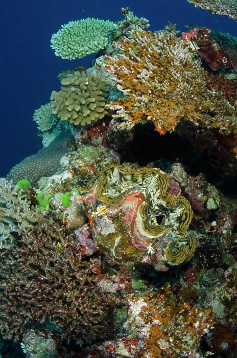 Framed Print : Giant Clam (Tridacna), Rainbow Reef, Fiji Framed Print : Giant Clam (Tridacna), Rainbow Reef, Fiji