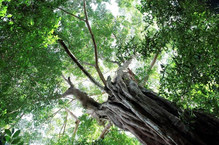 Framed Print : Giant ficus in primary Kouangxi forest in Laos Framed Print : Giant ficus in primary Kouangxi forest in Laos