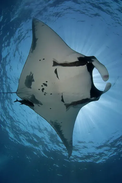 Framed Print : Giant Manta ray (Manta birostris) swimming underwater