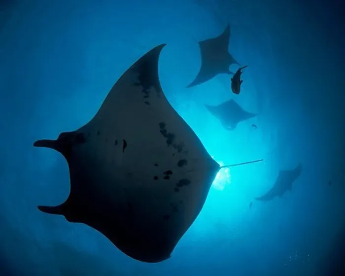 Framed Print : Giant Manta Rays Framed Print : Giant Manta Rays