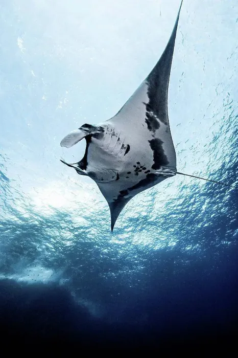 Framed Print : Giant Ocean Manta, underwater view, Socorro, Mexico Framed Print : Giant Ocean Manta, underwater view, Socorro, Mexico