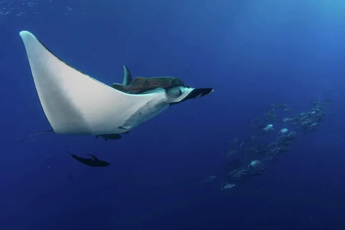 Framed Print : Giant Oceanic Manta ray, Manta birostris