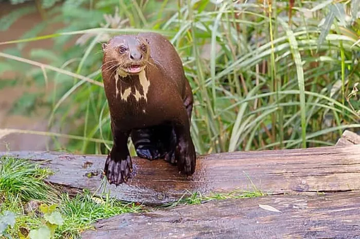 Framed Print : A giant otter or giant river otter (Pteronura brasiliensis)