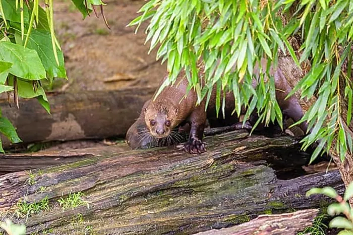 Framed Print : Two giant otter or giant river otter (Pteronura brasiliensis) stand on a mossy rotten tree lying on a river bank Framed Print : Two giant otter or giant river otter (Pteronura brasiliensis) stand on a mossy rotten tree lying on a river bank