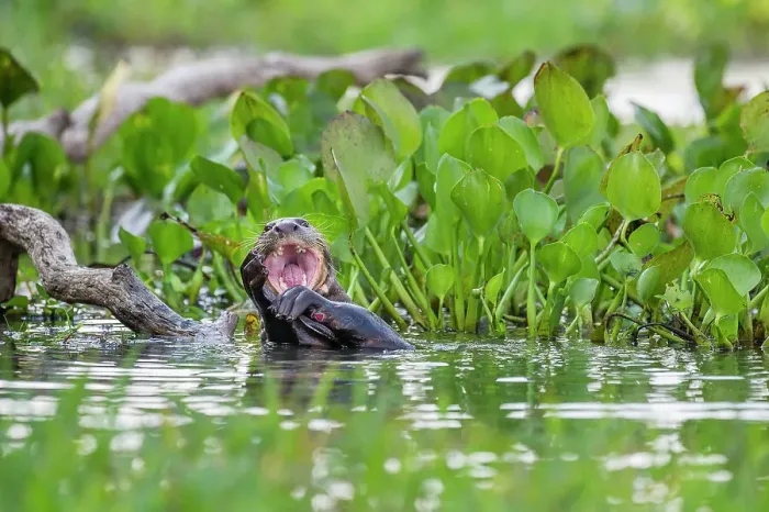 Framed Print : Giant Otter (Pteronura brasiliensis) in a lagoon off the Paraguay River