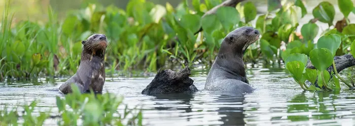 Framed Print : Giant Otters (Pteronura brasiliensis) in a lagoon off the Paraguay River Framed Print : Giant Otters (Pteronura brasiliensis) in a lagoon off the Paraguay River
