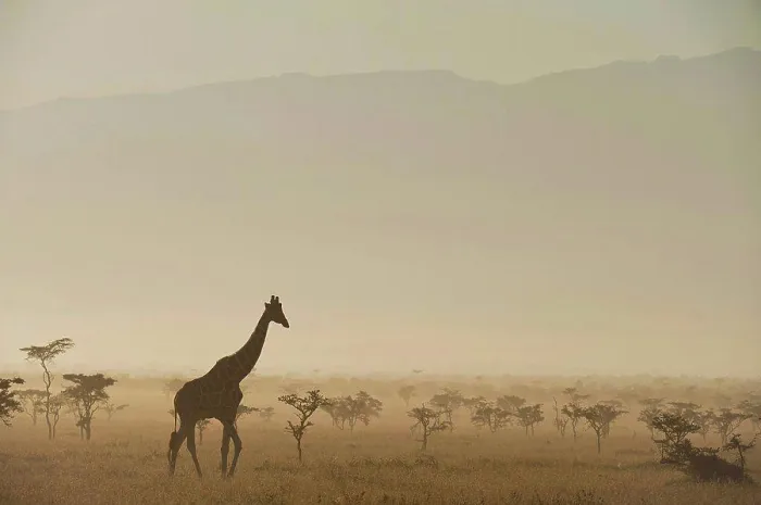 Framed Print : Giraffe at dawn in front of Mt Kenya in Ol Pejeta Conservancy; Laikipia County, Kenya Framed Print : Giraffe at dawn in front of Mt Kenya in Ol Pejeta Conservancy; Laikipia County, Kenya