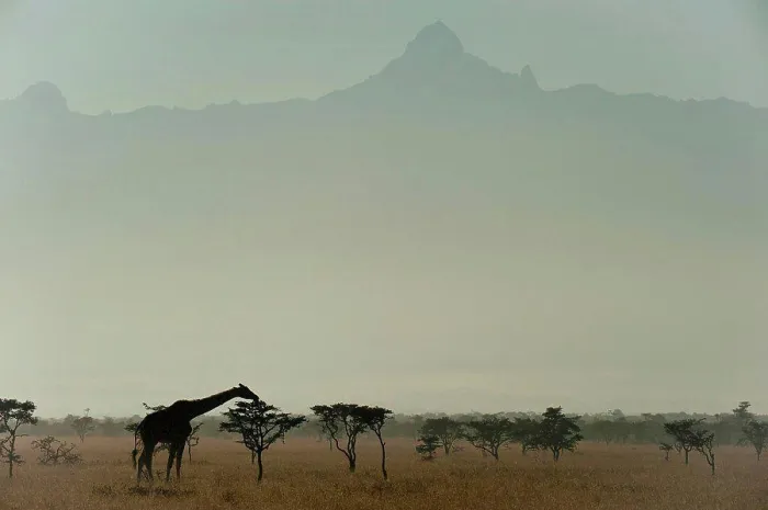Framed Print : Giraffe at dawn, Ol Pejeta Conservancy; Kenya Framed Print : Giraffe at dawn, Ol Pejeta Conservancy; Kenya