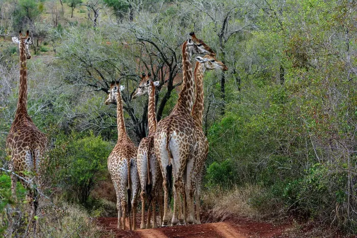Framed Print : Giraffe (Giraffa camelopardalis) at amaKhosi Lodge Framed Print : Giraffe (Giraffa camelopardalis) at amaKhosi Lodge