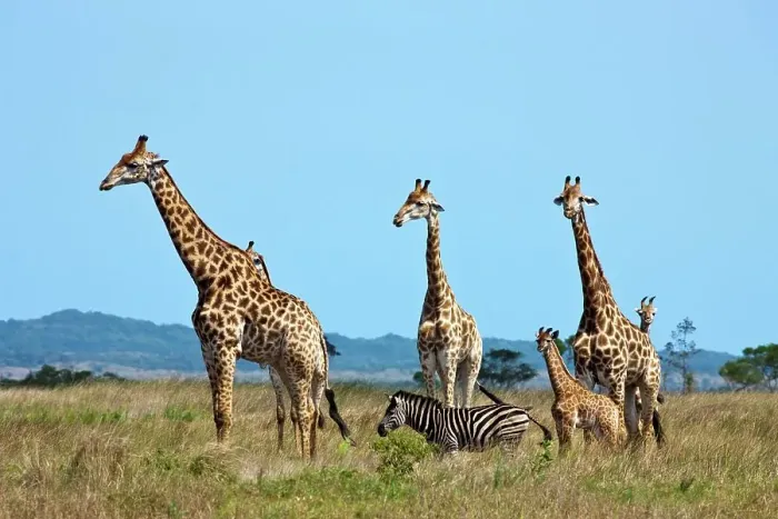 Framed Print : Giraffe Giraffa Camelopardalis} in the Western Shores of Isimangaliso Wetland Park (Greater St Lucia Wetland Park) Framed Print : Giraffe Giraffa Camelopardalis} in the Western Shores of Isimangaliso Wetland Park (Greater St Lucia Wetland Park)