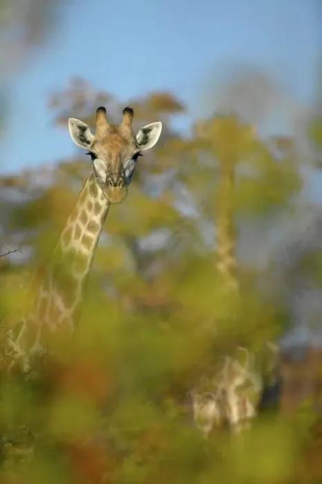 Framed Print : Giraffe (Giraffa camelopardis) in autumn mapane foliage in veld Framed Print : Giraffe (Giraffa camelopardis) in autumn mapane foliage in veld