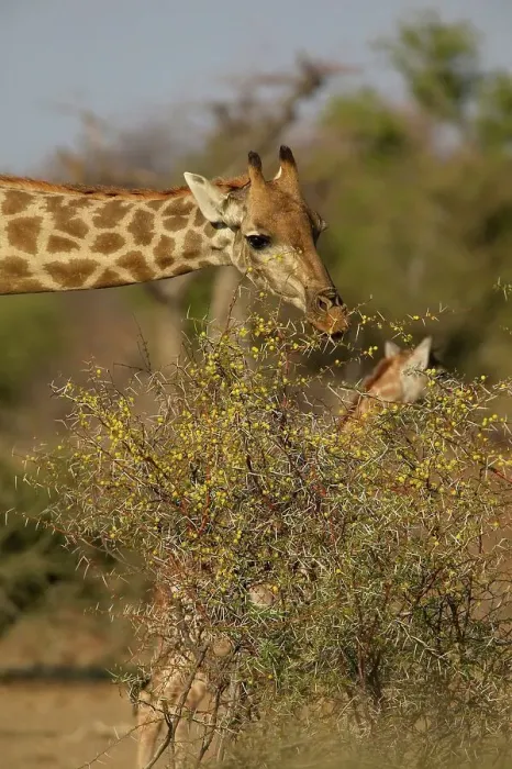 Framed Print : Giraffe (Giraffa camelopardis) feeding on a Scented Thorn Acacia (Acacia nilotica) Framed Print : Giraffe (Giraffa camelopardis) feeding on a Scented Thorn Acacia (Acacia nilotica)