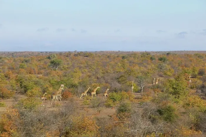 Framed Print : Giraffe (Giraffa camelopardis) herd in autumn mopane veld Framed Print : Giraffe (Giraffa camelopardis) herd in autumn mopane veld