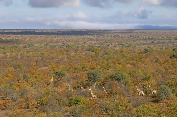 Framed Print : Giraffe (Giraffa camelopardis) herd in autumn mopane veld Framed Print : Giraffe (Giraffa camelopardis) herd in autumn mopane veld