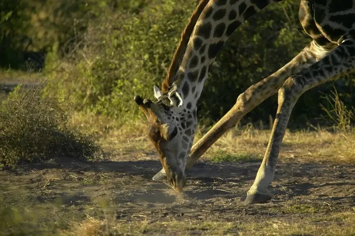 Framed Print : Giraffe (Giraffa camelopardis) licking the ground for minerals Framed Print : Giraffe (Giraffa camelopardis) licking the ground for minerals
