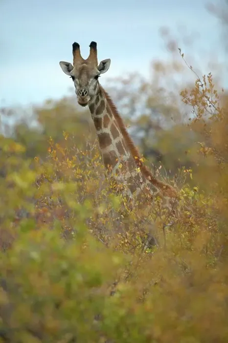 Framed Print : Giraffe (Giraffa camelopardis) in mopane and combretum veld Framed Print : Giraffe (Giraffa camelopardis) in mopane and combretum veld