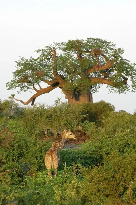 Framed Print : Giraffe (Giraffa camelopardis) in veld in front of Baobab Tree (Andansonia digitata) Framed Print : Giraffe (Giraffa camelopardis) in veld in front of Baobab Tree (Andansonia digitata)