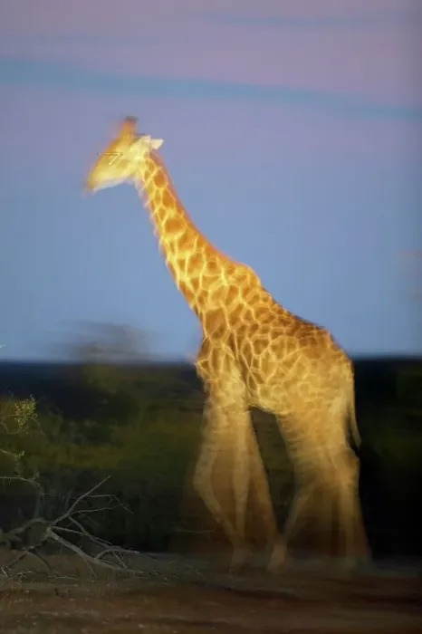 Framed Print : Giraffe (Giraffa camelopardis) walking in veld at twilight Framed Print : Giraffe (Giraffa camelopardis) walking in veld at twilight