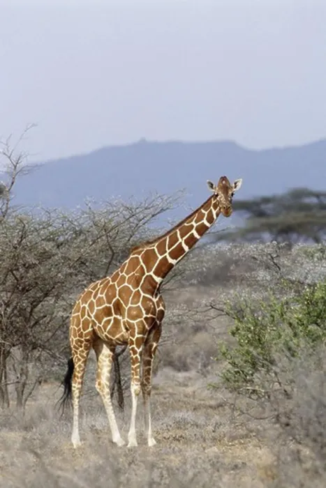 Framed Print : Giraffe in wild Framed Print : Giraffe in wild