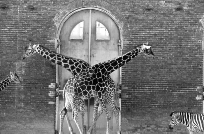 Framed Print : Giraffes Framed Print : Giraffes