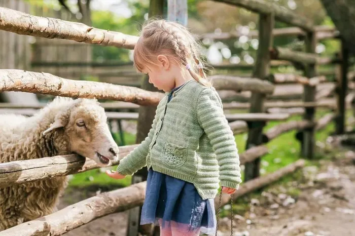 Framed Print : Girl feeding sheep in pen Framed Print : Girl feeding sheep in pen