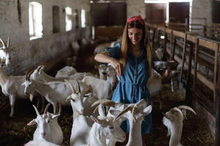 Framed Print : the girl feeds a lot of goats from her hands Framed Print : the girl feeds a lot of goats from her hands