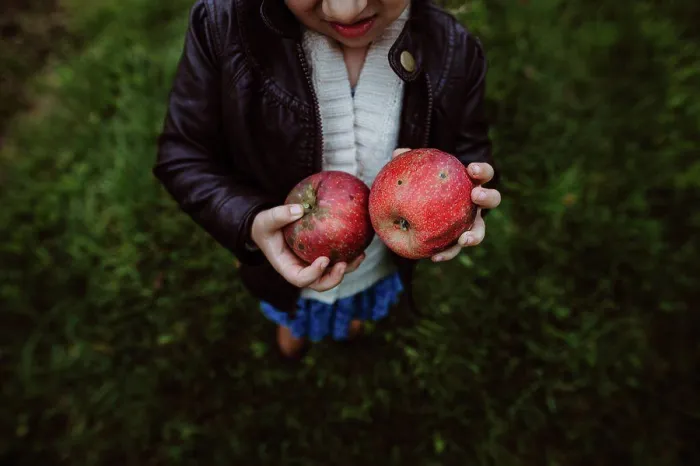 Framed Print : Girl holding apples at organic apple farm in fall Framed Print : Girl holding apples at organic apple farm in fall