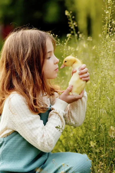 Framed Print : Girl holding duckling in palms. Girl holding small yellow duckling in palms. model released Framed Print : Girl holding duckling in palms. Girl holding small yellow duckling in palms. model released