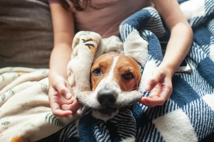 Framed Print : Girl holds lips of basset hound dog out to make a silly face
