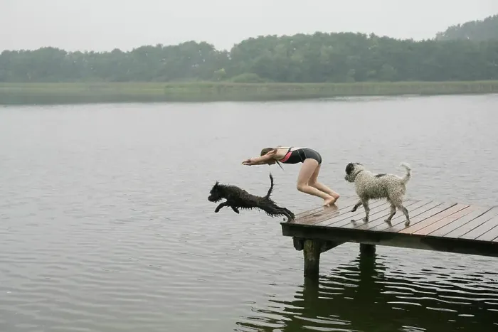 Framed Print : Girl and pet dogs diving into lake from dock Framed Print : Girl and pet dogs diving into lake from dock