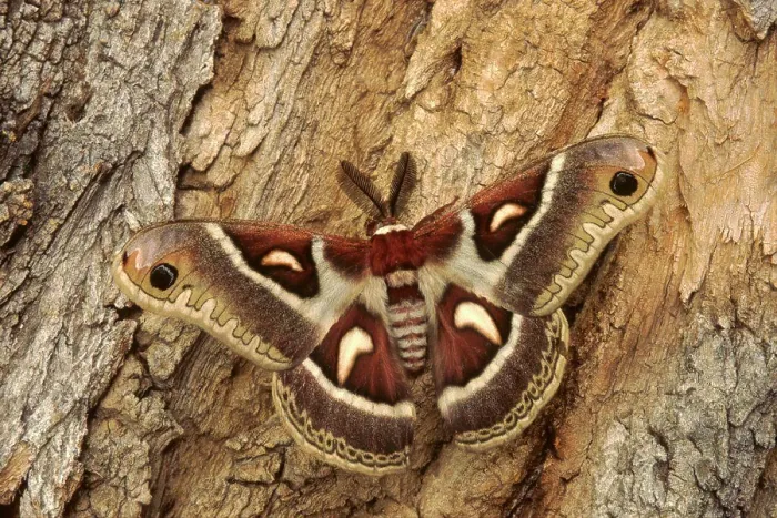 Framed Print : Glover's silk moth, among the largest and most beautiful giant silk moths of North America