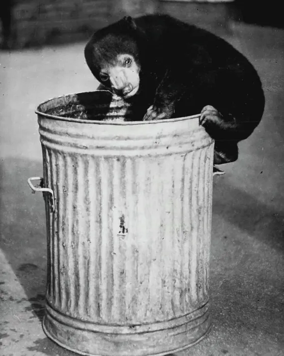 Framed Print : Here Goes! -- Sally, young Malay bear at the London Zoo, is certainly salvage-conscious - but only insofar as the bin sometimes yields a titbit worth having. With a final glance around to see if the coast is clear, she goes in for a lucky dip