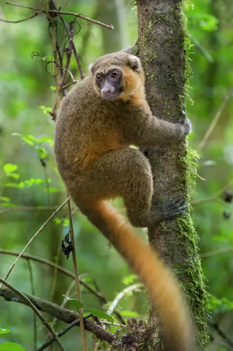 Framed Print : Golden Bamboo Lemur (Hapalemur aureus) in forest canopy