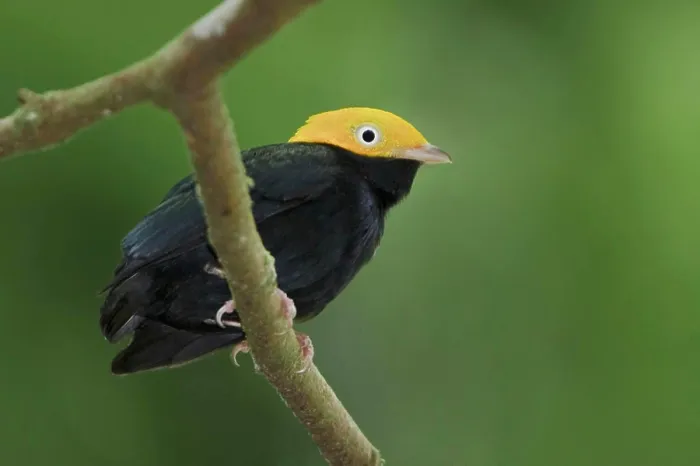 Framed Print : Golden_headed Manakin Pipra erythrocepala perched on a branch near the Napo River in Amazonian Ecuador Framed Print : Golden_headed Manakin Pipra erythrocepala perched on a branch near the Napo River in Amazonian Ecuador