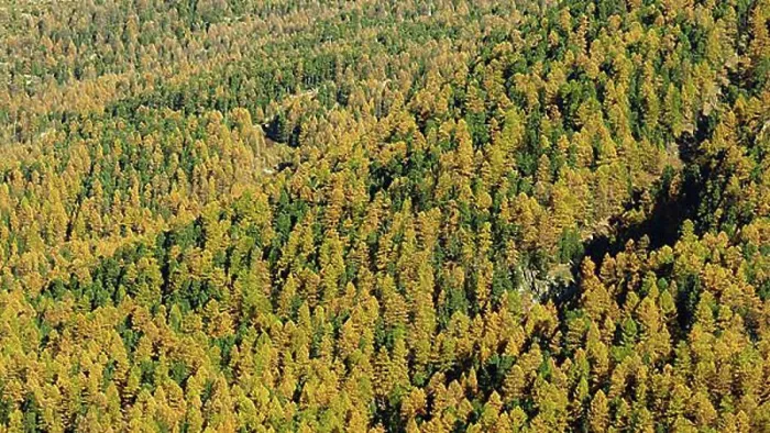 Framed Print : Golden larch forest near Zermatt Framed Print : Golden larch forest near Zermatt