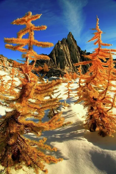 Framed Print : Golden Larch trees in snow with mountain peak in the background, Alpine Lakes Wilderness, Washington State, USA
