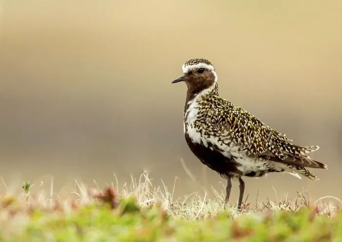 Framed Print : Golden Plover ( Pluvialis apricaria) in summer plumage amongst grass Framed Print : Golden Plover ( Pluvialis apricaria) in summer plumage amongst grass