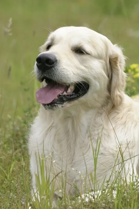 Framed Print : Golden Retriever Framed Print : Golden Retriever